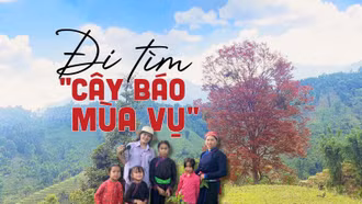 Đi tìm "cây báo mùa vụ"