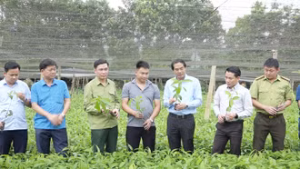 Bảo Yên chú trọng phát triển cây quế xứng với tiềm năng