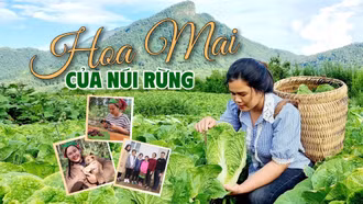 Hoa Mai của núi rừng
