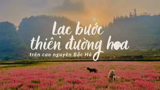 Lạc bước thiên đường hoa trên cao nguyên Bắc Hà