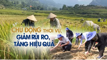 Chủ động thời vụ, giảm rủi ro, tăng hiệu quả