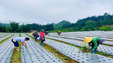 Lào Cai đưa 53 loài cây dược liệu vào danh mục khuyến khích, hỗ trợ phát triển