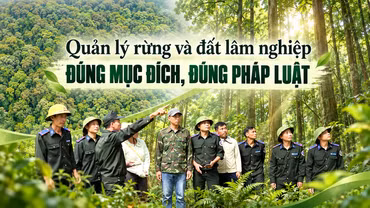 Quản lý rừng và đất lâm nghiệp đúng mục đích, đúng pháp luật