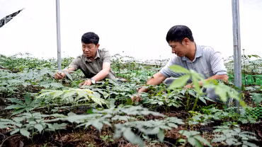 Púng Luông tạo nền tảng phát triển vùng dược liệu chiến lược