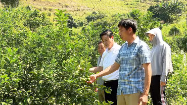 Nghĩa Tâm đánh thức tiềm năng từ những triền đồi